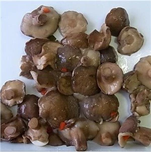 Hermetisk Suillus Sopp